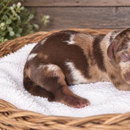 Pearl - Chocolate and tan female Dachshund puppy in Warm Springs, Arkansas from Seven Hills Arkansas