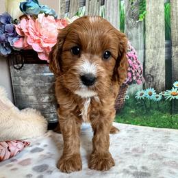 Briar - Red female Cavapoo puppy in Lebanon, Missouri from Perkins Pups