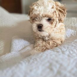 Frosty - Gold and white male Shihpoo puppy in Rural Retreat, Virginia from Kopydlowski's Shihpoo and Shichon pups