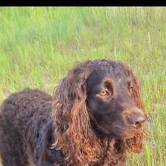 Boykin Spaniel All Grown Up from DrWatson Boykin Spaniels