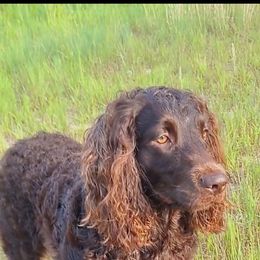 Boykin Spaniel All Grown Up from DrWatson Boykin Spaniels