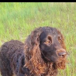 Boykin Spaniel All Grown Up from DrWatson Boykin Spaniels