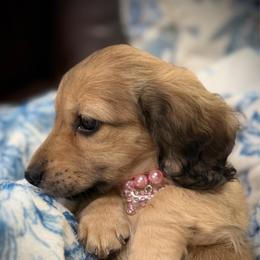 BLOSSOM - Cream female Dachshund puppy in Ville Platte, Louisiana from Cajun Pawfection
