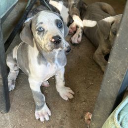 Brody - Harlequin male Great Dane puppy in Gastonia, North Carolina from Stonebrook Gentle Giants