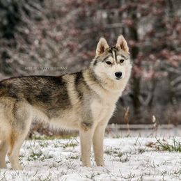 Siberian Husky Puppies from Breezy Valley Siberians