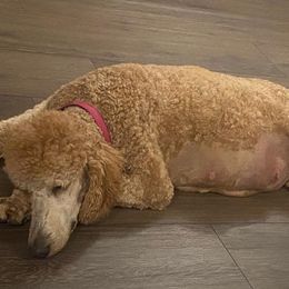 Aussiedoodles and Poodles from VanStory Poodles & Doodles