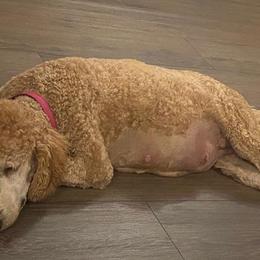 Aussiedoodles and Poodles from VanStory Poodles & Doodles