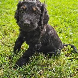 Panna - Black and tan female Gordon Setter puppy in Holmen, Wisconsin from Joy Hahn