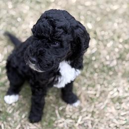 Girl 2 - Phantom female Goldendoodle puppy in Washington, Illinois from Lola Bear Goldendoodles