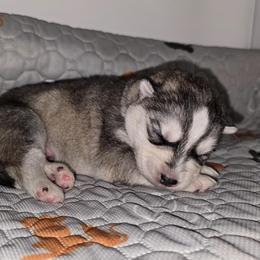 Twin - Agouti and white male Siberian Husky puppy in Kansas City, Missouri from Anuun's Huskies