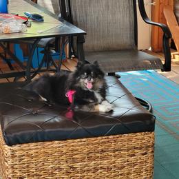 Pomeranian Puppies from Paradise Point Pomeranians