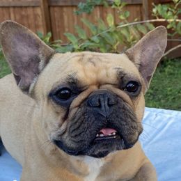 French Bulldog All Grown Up from Ever Dream Frenchies