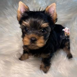 Maverick - Black and gold male Yorkshire Terrier puppy in Riverside, California from Heaven_sent_toy_yorkies