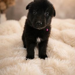 Sea Majors Embers Beneath the Ashes - Black female Belgian Sheepdog puppy in Virginia Beach, Virginia from Sea Major Belgians