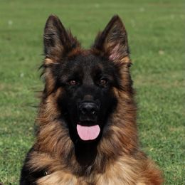 German Shepherd All Grown Up from German shepherd