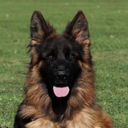 German Shepherd All Grown Up from German shepherd