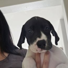 Axel - Harlequin male Great Dane puppy in San Jacinto, California from So Cal Great Danes