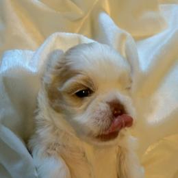 Boy 3 - Gold and white male Shih Tzu puppy in Birch River, West Virginia from Karen's Shih Tzus