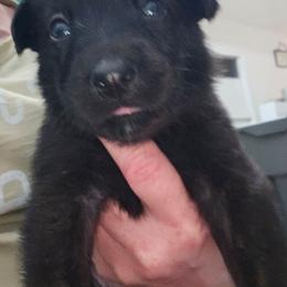 White collar girl - Black brindle female Dutch Shepherd puppy in Howey In The Hills, Florida from MAC K9 Dutch Shepherds
