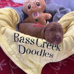 Carol Burnett - red color - Red  female Goldendoodle puppy in Chino Valley, Arizona from Bass Creek Doodles