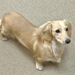 Maybeline - Dachshund