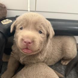 Boy 3 - Chocolate male Labrador Retriever puppy in Fontana, California from Silver Labrador of Southern California