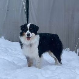 Australian Shepherd All Grown Up from Silvercreek Aussies