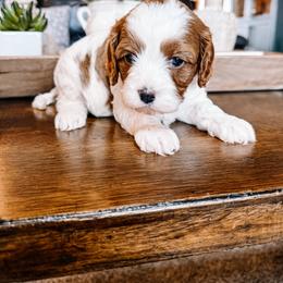 Cavapoo Puppies from Columbia Basin Puppies