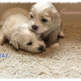 Coton de Tulear Puppies from Shiloh Cotons