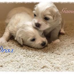 Coton de Tulear Puppies from Shiloh Cotons