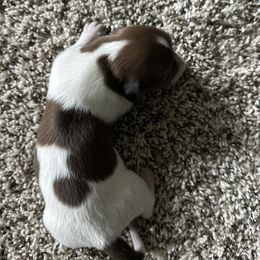 Milk Dud 2 Dot Male - Piebald male Dachshund puppy in Swanton, Ohio from Mighty But Mini Dachshunds