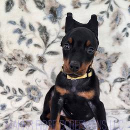 Twinkle - Black and rust female Doberman Pinscher puppy in Robinson, Pennsylvania from Makkr Ridge Dobermans LLC