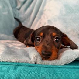 Sheldon-AKC - Dapple male Dachshund puppy in Whitehouse, Texas from Daschund Pups