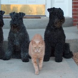 Kerry Blue Terrier All Grown Up from Cavan Kerry Blues