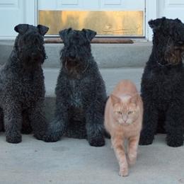Kerry Blue Terrier All Grown Up from Cavan Kerry Blues