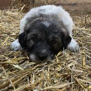 Male 4 - Bruno - Tri-color Karakachan puppy in Marengo, Ohio from Jennings Farm