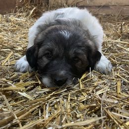 Male 4 - Bruno - Tri-color Karakachan puppy in Marengo, Ohio from Jennings Farm