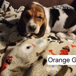 Orange Girl - Black brown and white female Basset Hound puppy in Hood River, Oregon from The Walls Hounds With Heart
