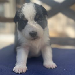 Australian Shepherd Puppies from J&J Aussies