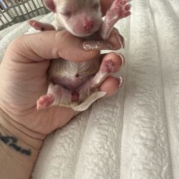 Girl 1 - Apricot female Maltipoo puppy in Fredericktown, Missouri from Doodle Pups Fur-Ever
