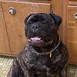 Gamora - Bullmastiff
