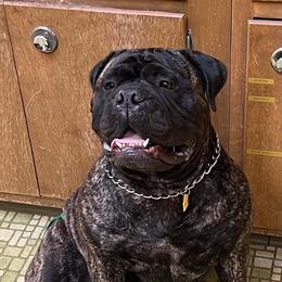 Gamora - Bullmastiff