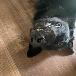 German Shepherd All Grown Up from Kaw-Tal German Shepherds