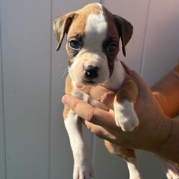 Freddy - Fawn male Boxer puppy in Ocala, Florida from Bowers Boxers