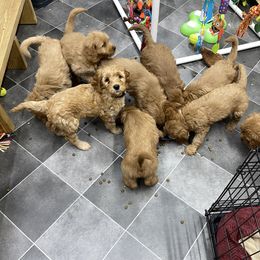 Goldendoodle Puppies from Coal Country Doodles