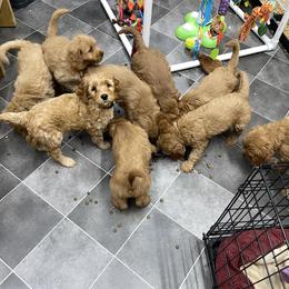 Goldendoodle Puppies from Coal Country Doodles