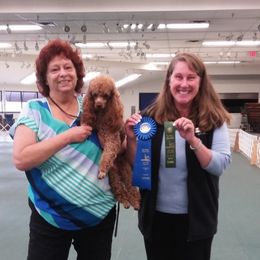Poodles from Mt Rainier Reds