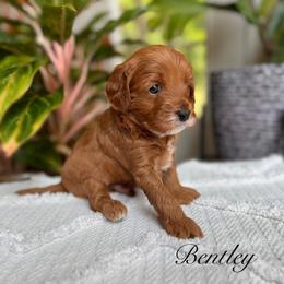 Cavapoo Puppies from Pawfect Fur Friends