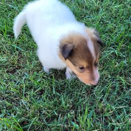 Teddy - White male Collie puppy in Newberry, South Carolina from Country Haven Collies