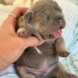 Blue collar PIKE - Tricolors male French Bulldog puppy in North Port, Florida from Shoreline Bulldogs